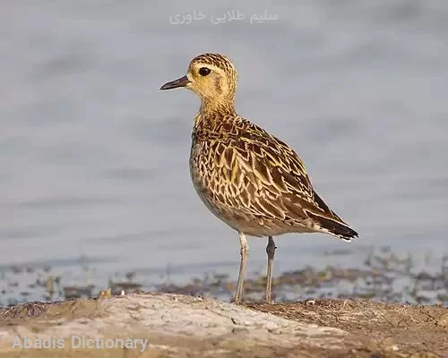 سلیم طلایی خاوری